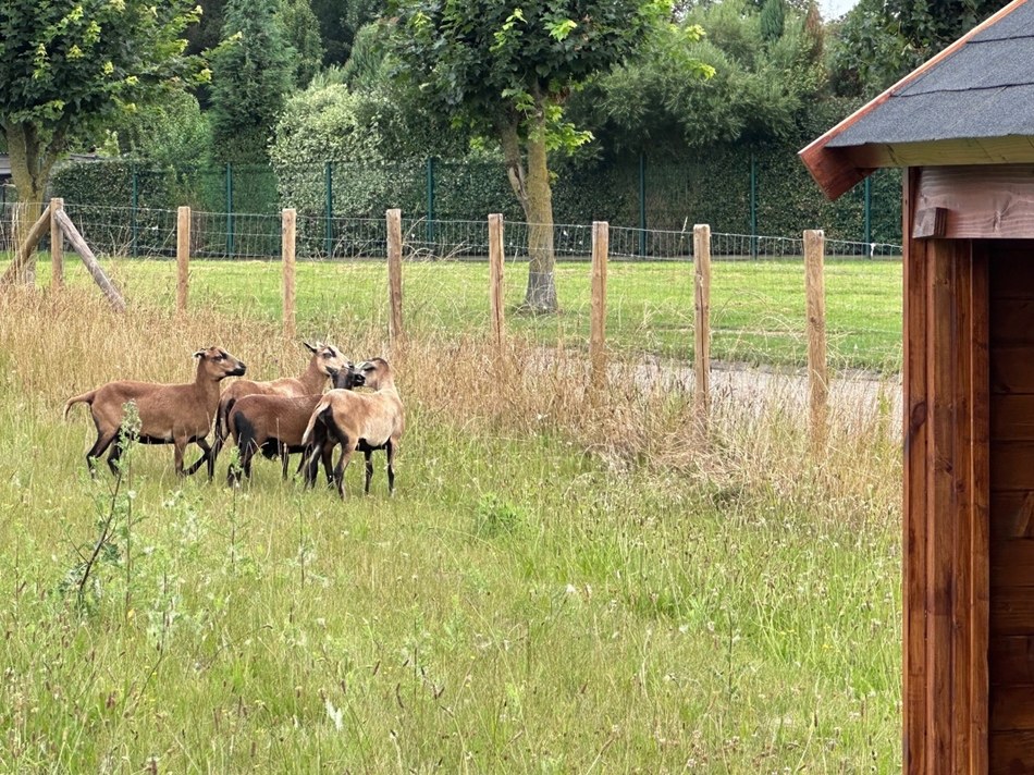 mouton2