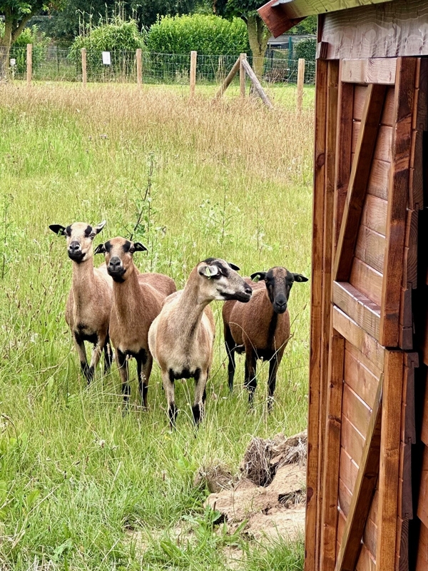 mouton3