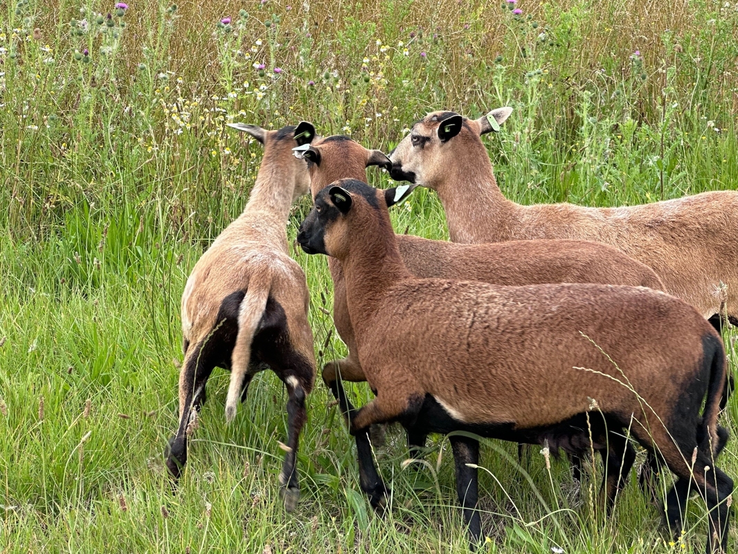 mouton4