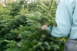 Collecte des sapins le 16/01/26